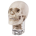X-ray phantom head with cervical vertebrae, transparent