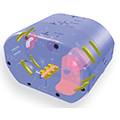 SBRT Anatomy with Ribs, Vertebrae, Spinal Cord, Lung, & Kidney